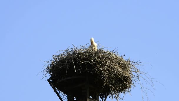 Stork i ett bo på ett tak — Stockvideo