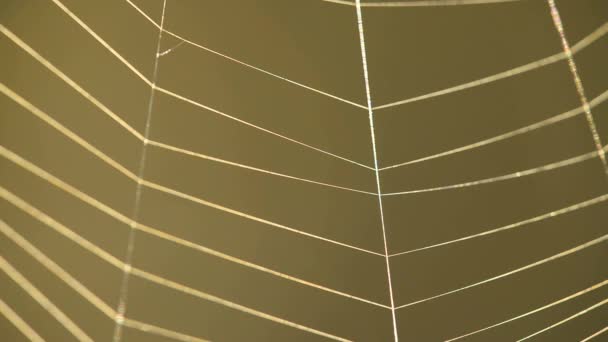 Spinnenweb met bruine achtergrond — Stockvideo