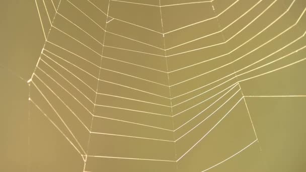 Spinnennetz mit braunem Hintergrund — Stockvideo