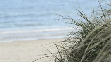 Plaj beach çim ile Baltık Denizi'nin