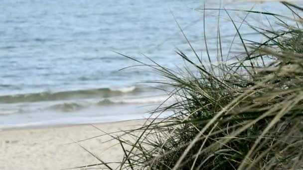 Plage de la mer Baltique avec plage herbe — Video