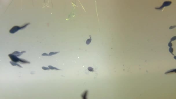 Unterwasser von Polliwogs in einem Teich — Stockvideo