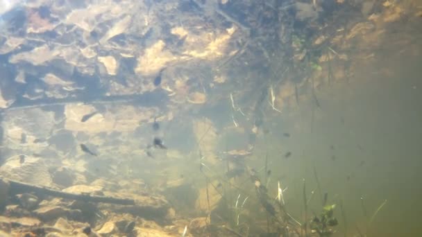 Unterwasser von Polliwogs in einem Teich — Stockvideo