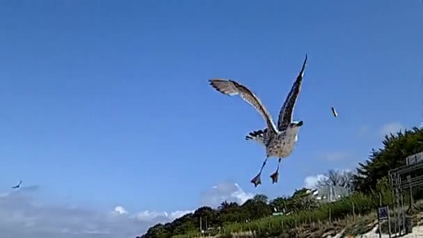 Sea gull in flight in slow motion — Stock Video