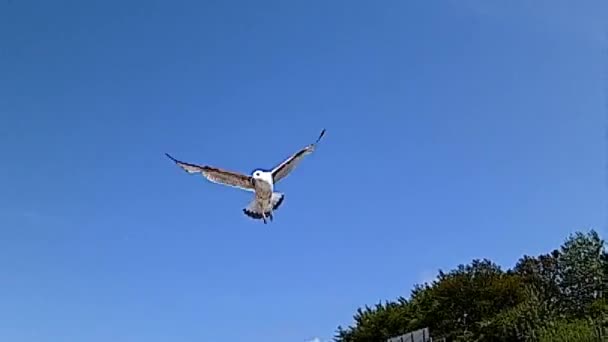 Sea gull in flight in slow motion — Stock Video