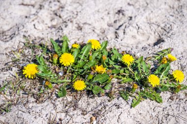 bir plajda karahindiba çiçekler