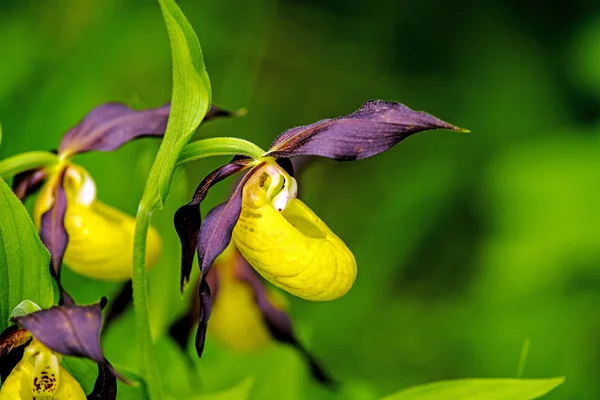 Lady slipper orchid, wildflower in Germany — Stock Photo, Image
