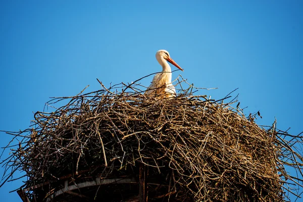 Πελαργός σε μια φωλιά σε μια στέγη — Φωτογραφία Αρχείου