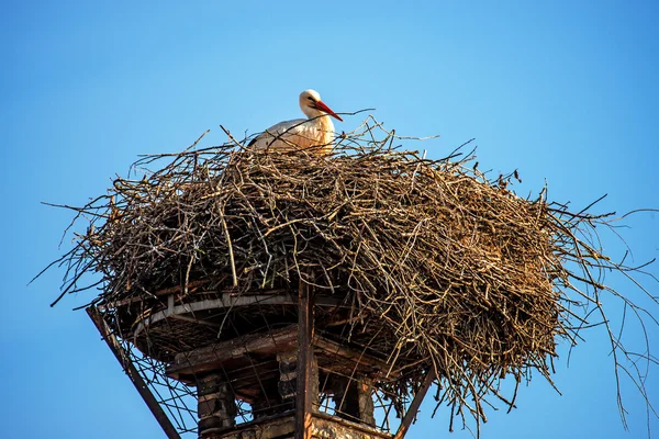 Stork i ett bo på ett tak — Stockfoto