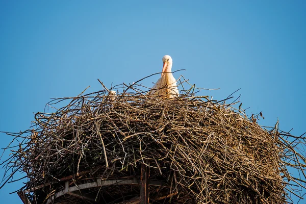 Čáp v hnízdě na střeše — Stock fotografie