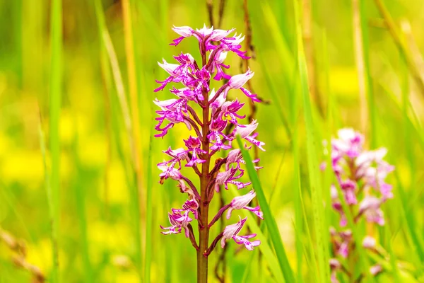 Military orchid, wildflower in Germany — Stock Photo, Image