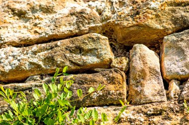 Fransa eski bir Abbey duvar, duvar kertenkele
