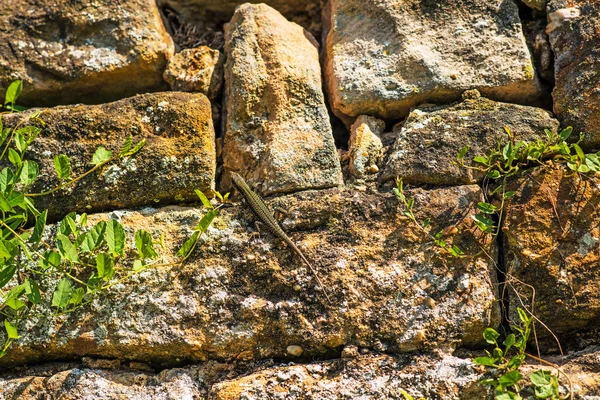 Ящерица у старой стены аббатства во Франции — стоковое фото
