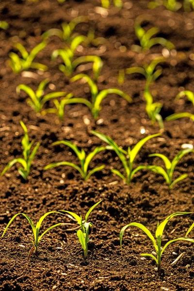 Plántulas de maíz en un campo — Foto de Stock