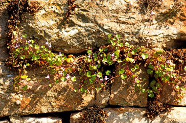 Abbey duvar wallflowers ile