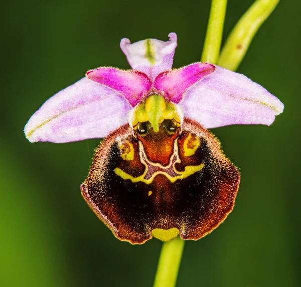 Orchidée araignée tardive, Ophrys fuciflora — Photo