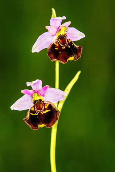 Spinnen-Orchidee, Ophrys fuciflora — Stockfoto