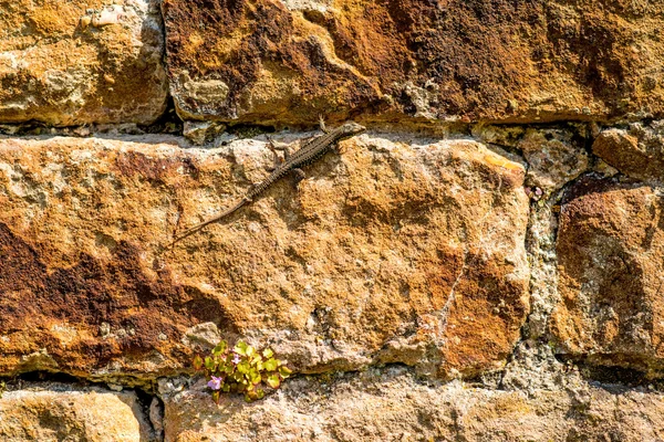 Lagarto de parede em uma antiga parede da abadia na França — Fotografia de Stock