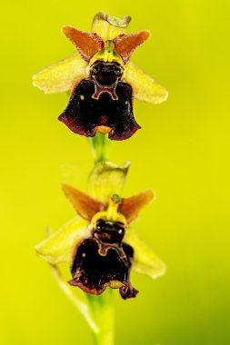 geç örümcek-orkide