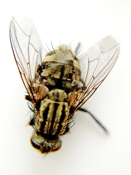 Fly, macro shot — Stock Photo, Image