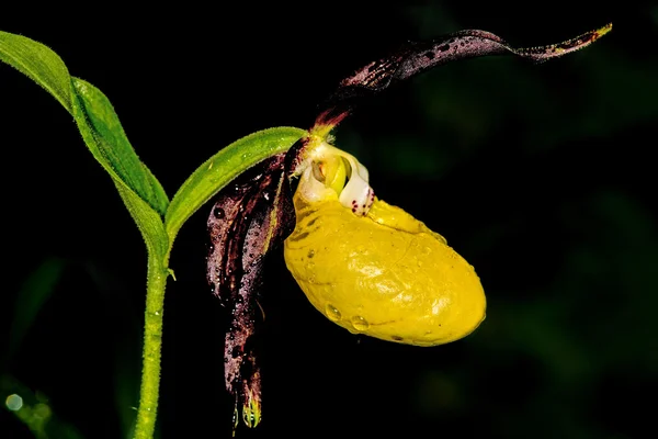 Dama zapatilla orquídea, flor silvestre en Alemania —  Fotos de Stock