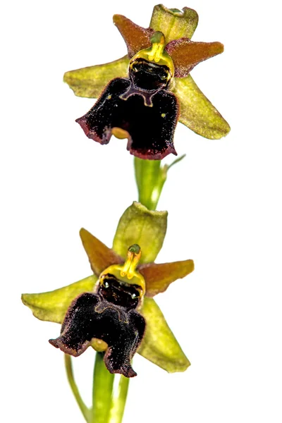 Поздние пауки-орхидеи — стоковое фото
