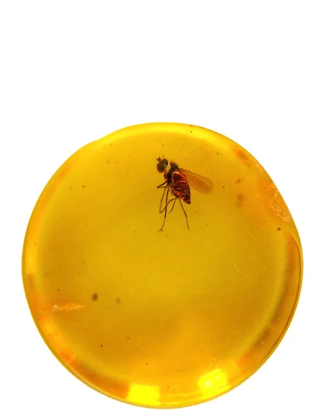 Янтарь со встроенным насекомым — стоковое фото