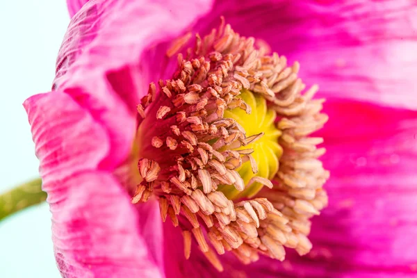 Blauwmaanzaad bloem — Stockfoto