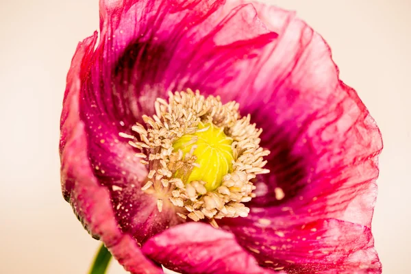 Flor de amapola de opio — Foto de Stock