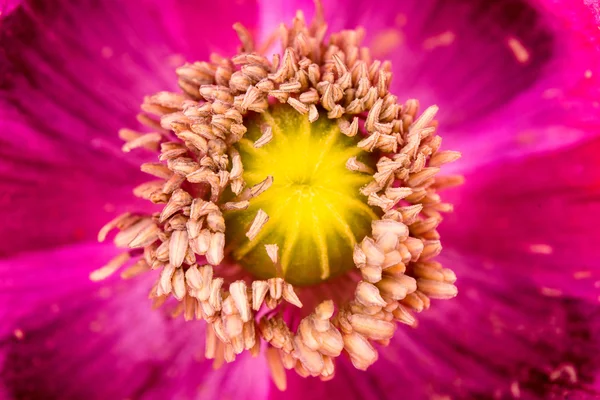 Blauwmaanzaad bloem — Stockfoto