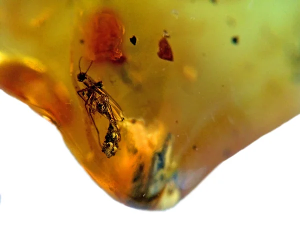 Amber with embedded insect — Stock Photo, Image