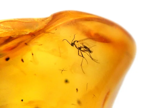 Amber with embedded insect — Stock Photo, Image