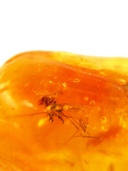 Amber met ingesloten insect — Stockfoto