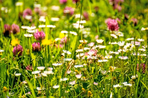 Meadow with a lot of colored flowers — Stock Photo, Image