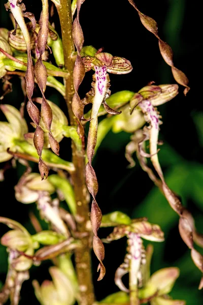 독일 야생 난초, 도마뱀 난초, Himantoglossum Hircinum — 스톡 사진