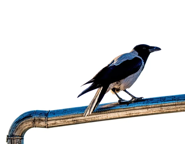 Cuervo encapuchado en un relevo — Foto de Stock