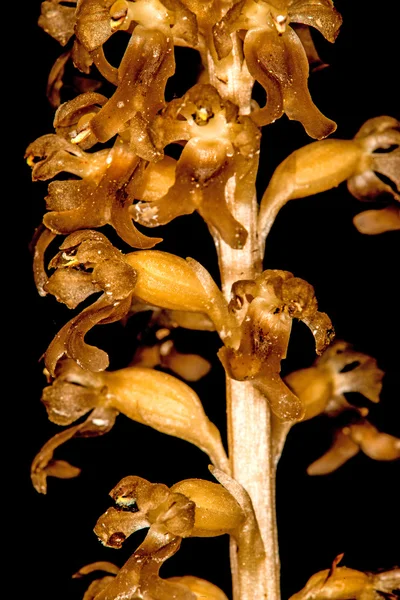 Bird-nest orchid on a meadow in Germany — Stock Photo, Image