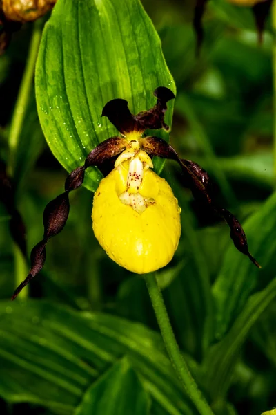 Dama zapatilla orquídea, flor silvestre en Alemania —  Fotos de Stock