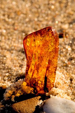 Amber Baltık Denizi'nin bir plajda