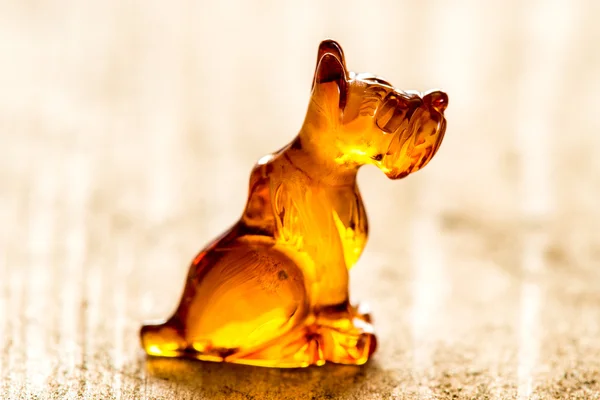 Amber dog, closeup — Stock Photo, Image