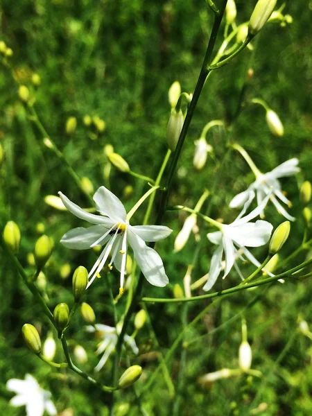 Gras lily bloem — Stockfoto