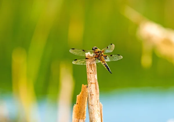 Four-Spotted chaser, dragonfly sitting on a leaf near a pond — Stock Photo, Image