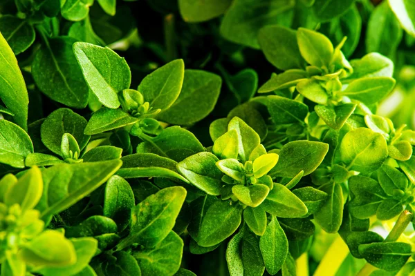 Albahaca con hojas pequeñas —  Fotos de Stock