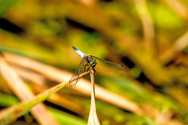 Чернохвостый скиммер, Orthetrum cancellatum, европейская стрекоза — стоковое фото