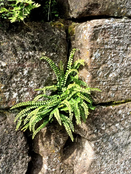 프랑스 성 벽 식물 — 스톡 사진