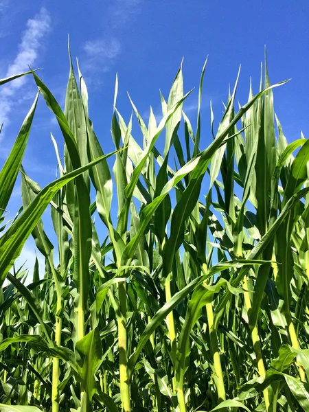 Кукуруза с голубым небом — стоковое фото