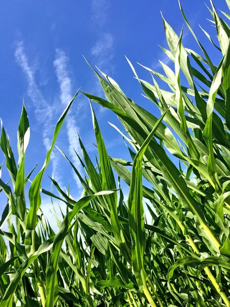 Majs med en blå himmel — Stockfoto