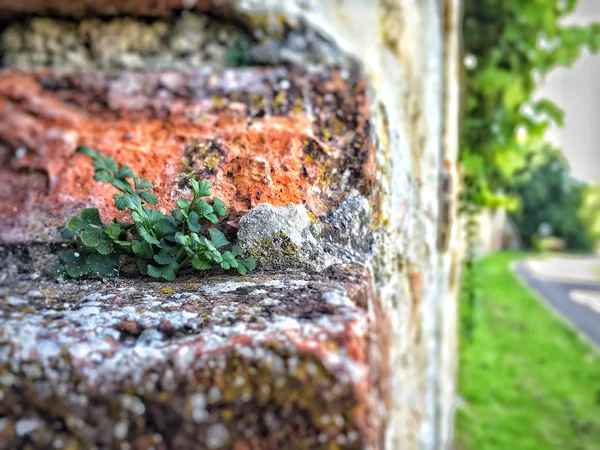 Medieval abbey wall with plants — Stock Photo, Image