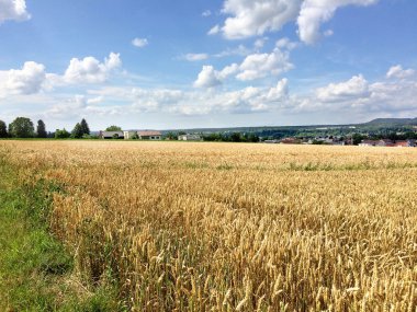 alan mavi gökyüzü ile olgun çavdar 