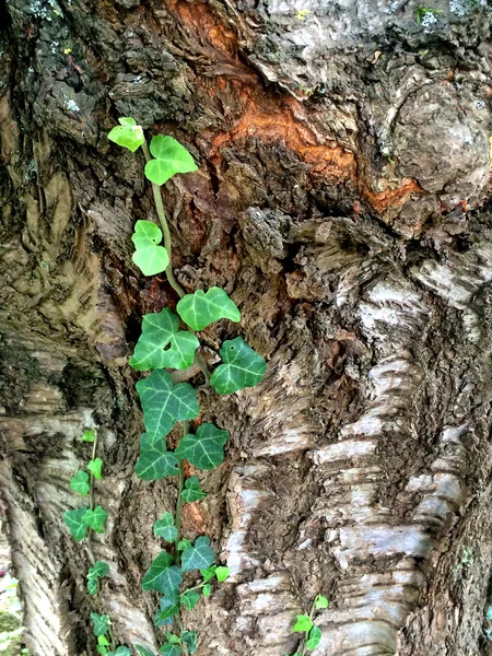 Hiedra en árbol viejo —  Fotos de Stock